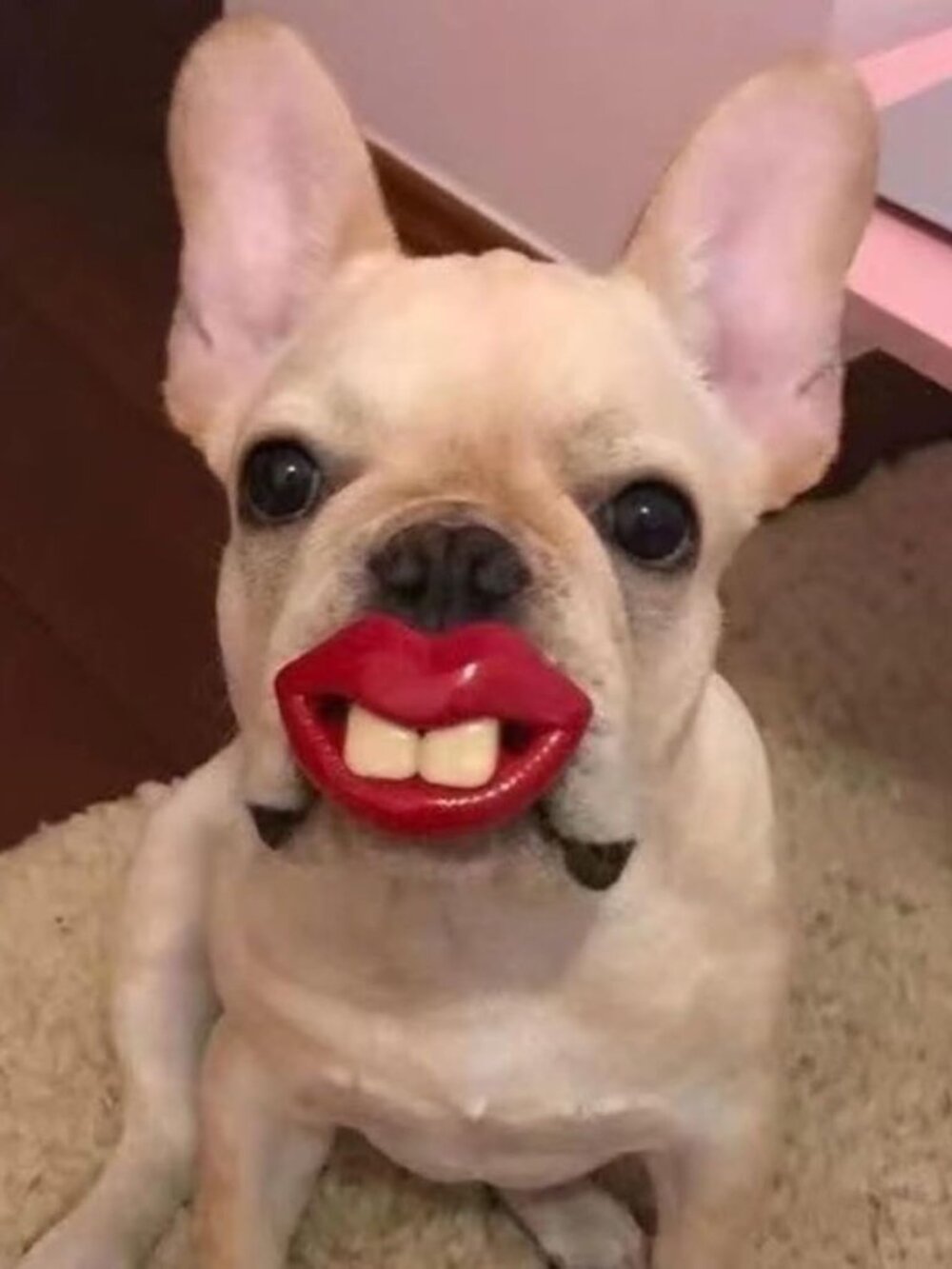 Puppy Pacifier - Picture 4 of 5